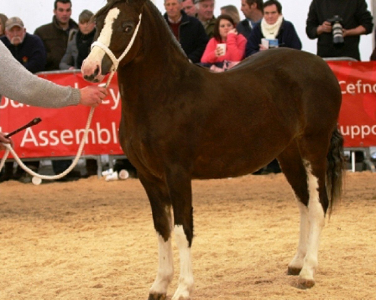 Pferd Hywi Ruby (Welsh-Cob (Sek. D), 2008, von Gellihaf Brenin)