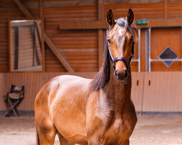 horse Conquistador B (Oldenburg show jumper, 2023, from Conthargos)
