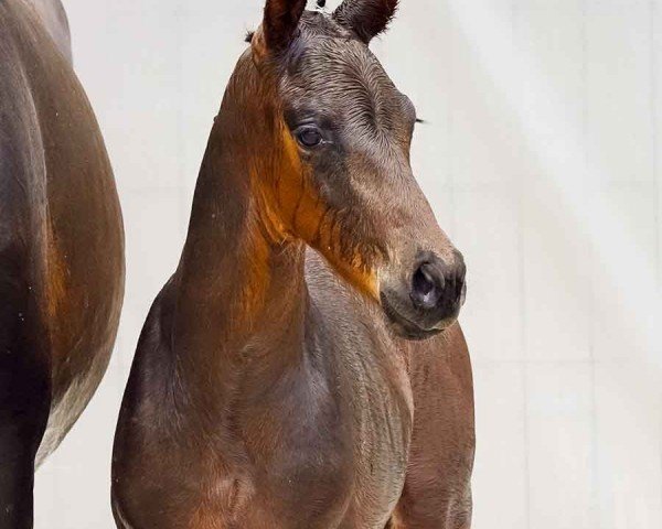 horse Valentin II (Hanoverian, 2024, from Vitalis)
