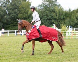 Springpferd Lia Lugar (Holsteiner, 2019, von Lex Lugar)