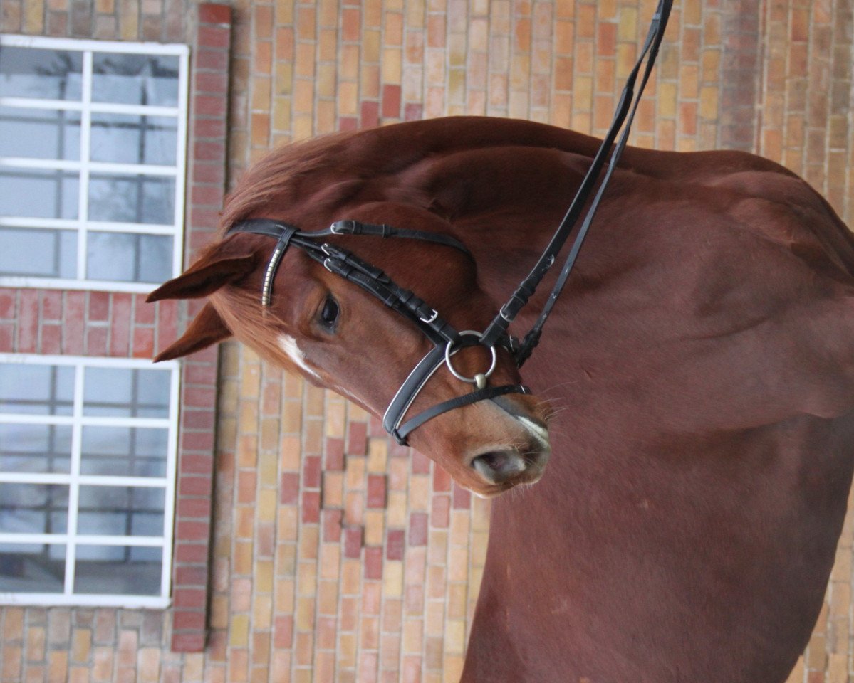 horse Facette/T. (Trakehner, 2011, from Iskander)
