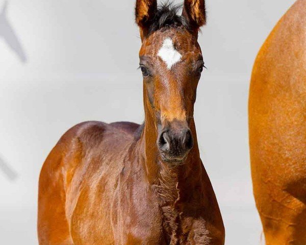 horse Oh La La La (Hanoverian, 2024, from Ogano)
