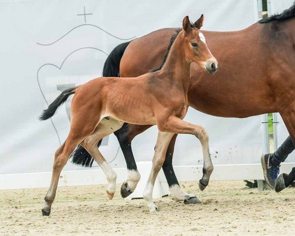 horse Rebell (Westphalian, 2024, from Raven)