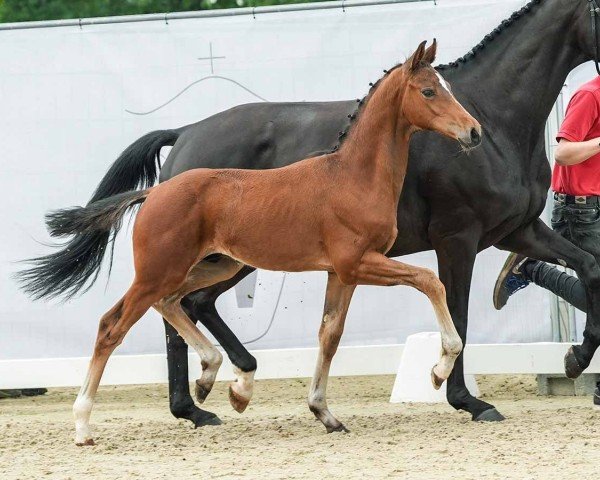 horse Dave Dee (Westphalian, 2024, from Damsey FRH)