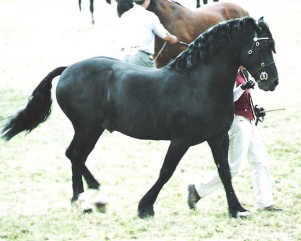 horse Hendreforgan Prince (Welsh-Cob (Sek. D), 1989, from Ebbw Victor) horse Hendreforgan Prince (Welsh-Cob (Sek. D), 1989, from Ebbw Victor)