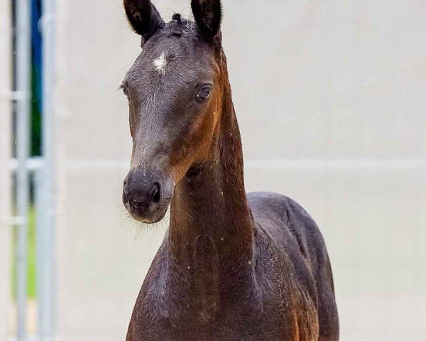 horse Emiliano (Hanoverian, 2024, from Escamillo)