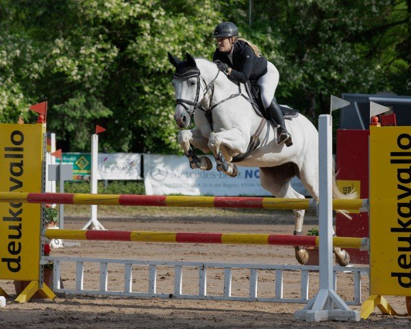 broodmare Cassie 11 (Holsteiner, 2014, from Clarcon)