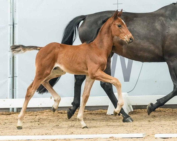 Pferd For Amour (Westfale, 2024, von For Kingdom)