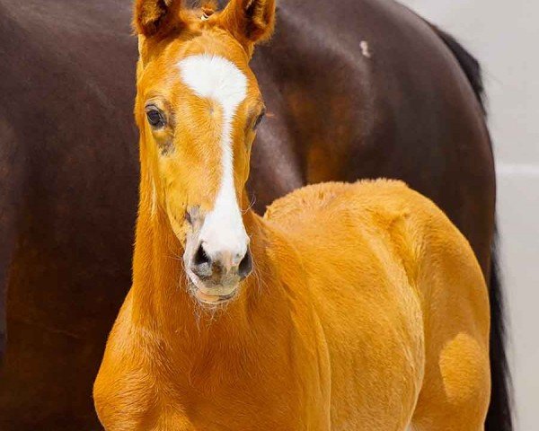 horse V-Seven (Hanoverian, 2024, from Vitalis)
