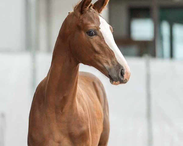 Pferd Stute von Vandenberg / Fineliner (Westfale, 2024, von Vandenberg 4)