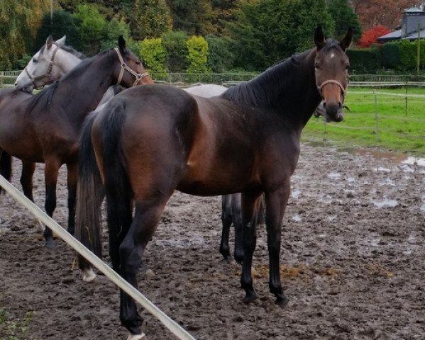 horse Calisha MHW (Rhinelander, 2012, from Cesco MH)
