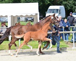 Pferd Very Nice K (Oldenburger, 2024, von Viva Gold OLD)