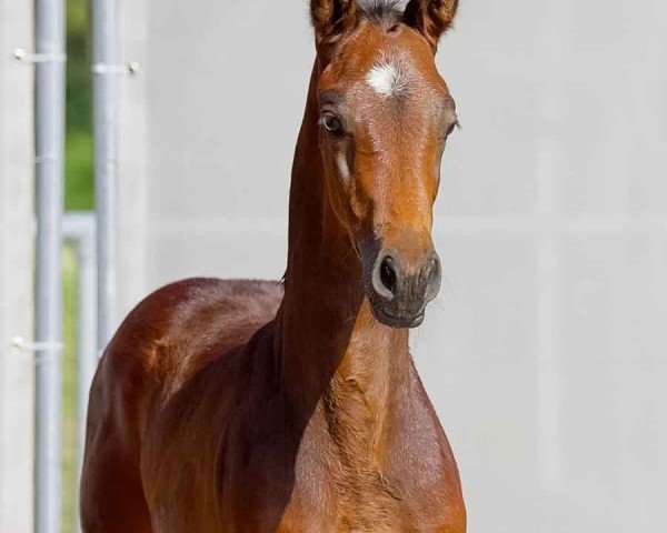 horse Tiffany-Rose (Hanoverian, 2024, from Totilas)