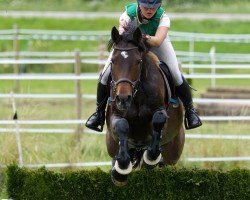 dressage horse Rigo 83 (Bavarian, 2012, from Rivero II)