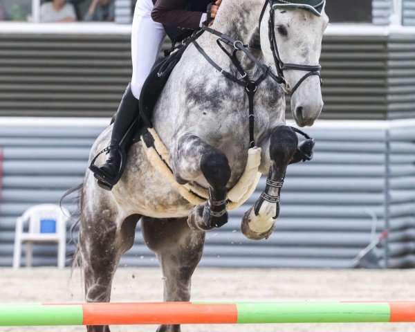 jumper Butterfly Flip 6 (Holsteiner, 2017, from Brantzau)