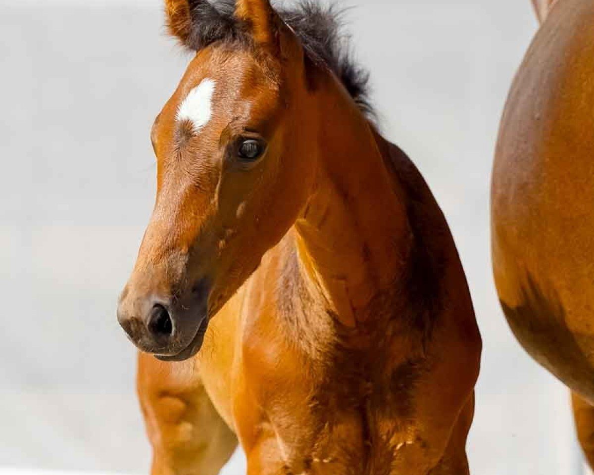 horse Termoli (Hanoverian, 2024, from Trussardi)