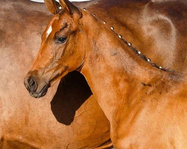 horse Valeska (Hanoverian, 2024, from Van Vermeer OLD)