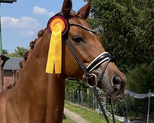 Zuchtstute Graviola 3 (Polnisches Warmblut, 2013, von Vulkan L)