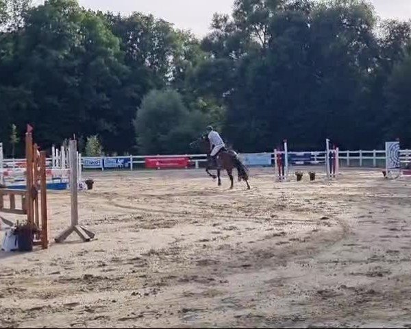 Reitturnier Herne-Börnig 2024