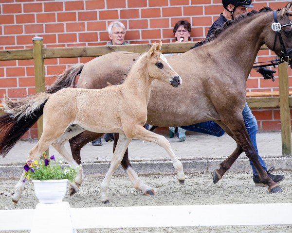 horse Preacher Man (German Riding Pony, 2024, from Pinocchio S.w.)