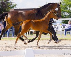 broodmare Felicia 89 (Rhinelander, 2012, from Feedback 16)