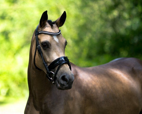 broodmare Gina's Girl AT (German Riding Pony, 2018, from Dreiklang AT NRW)