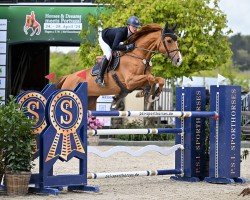 jumper Antonella (Oldenburg show jumper, 2017, from Zirocco Blue)