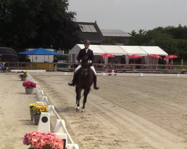 Looper Holzer Dressurfestival 2024