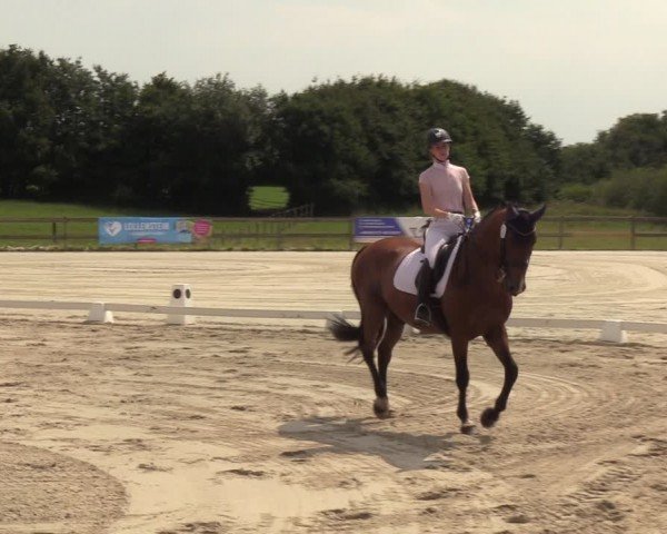 Looper Holzer Dressurfestival 2024