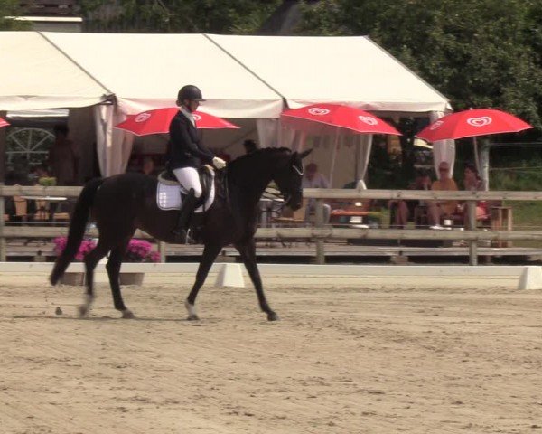 Looper Holzer Dressurfestival 2024