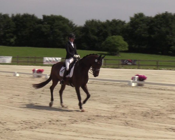 Looper Holzer Dressurfestival 2024