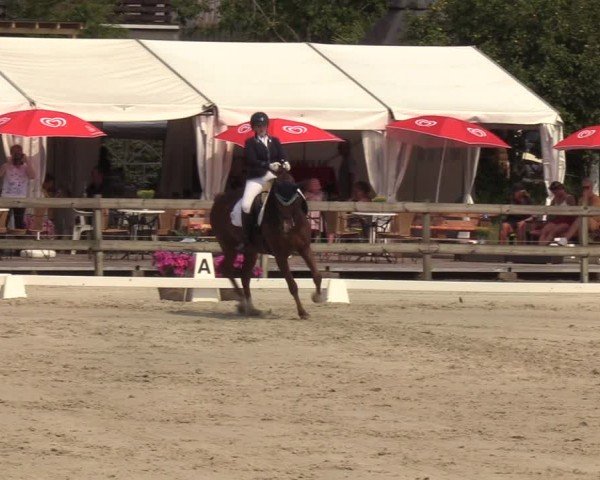 Looper Holzer Dressurfestival 2024