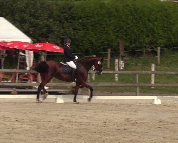 Looper Holzer Dressurfestival 2024