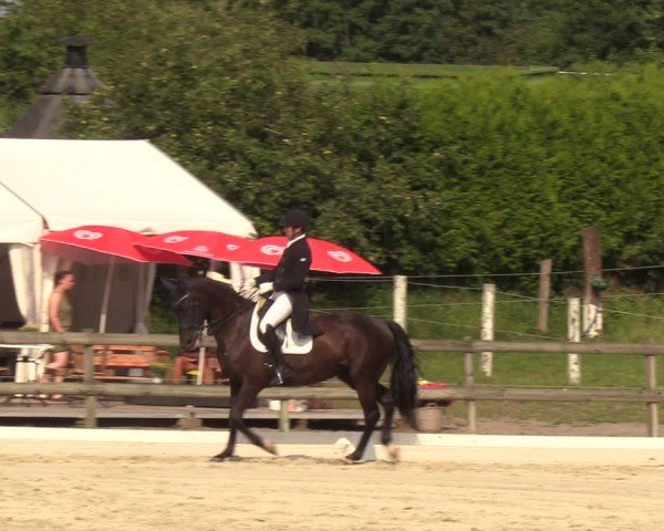 Looper Holzer Dressurfestival 2024