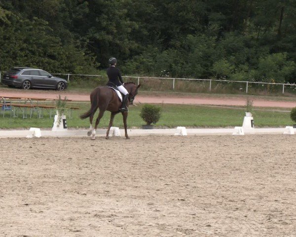 Reitturnier Heiligenwald 2024