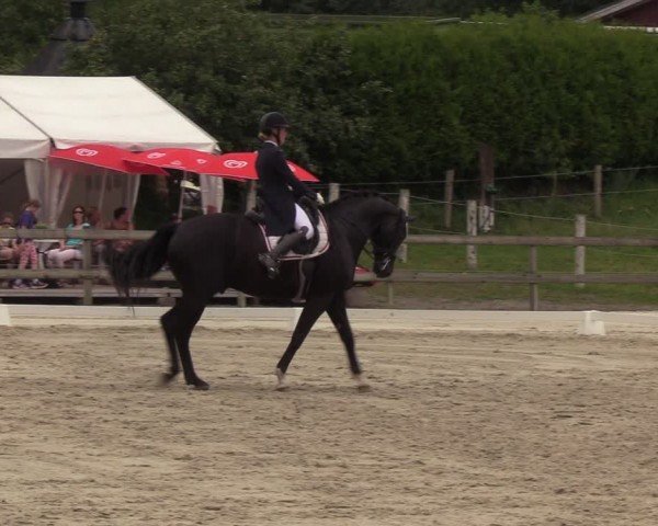 Looper Holzer Dressurfestival 2024