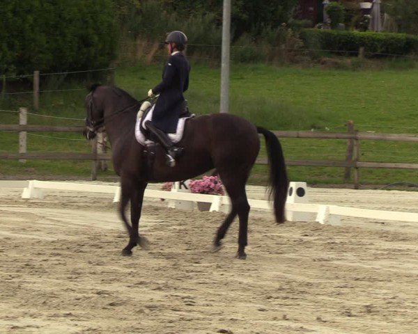 Looper Holzer Dressurfestival 2024