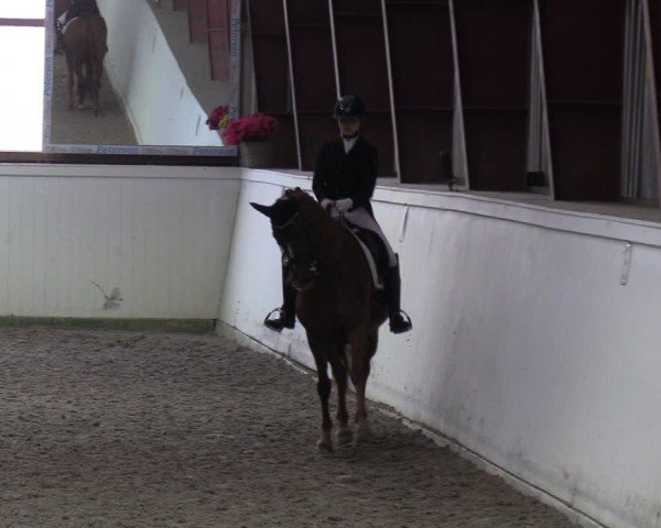 Looper Holzer Dressurfestival 2024