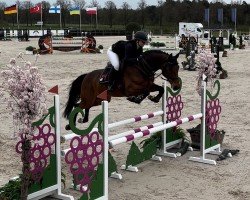 jumper Quick W (Holsteiner, 2017, from Quickly de Kreisker)