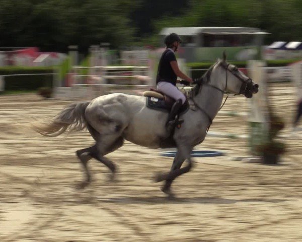 Reitturnier Weiswampach 2024