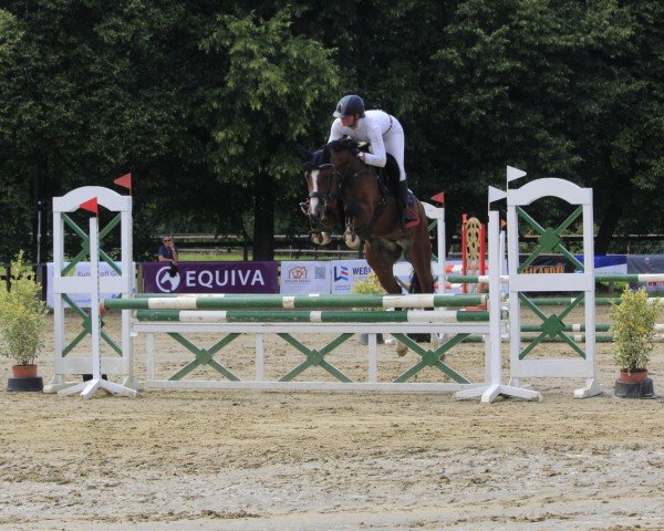 jumper Quick Qualita (Hanoverian, 2020, from FRH Quaid) jumper Quick Qualita (Hanoverian, 2020, from FRH Quaid)