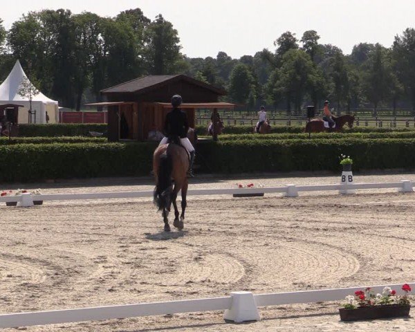 Reitturnier Neustadt/Dosse 2024