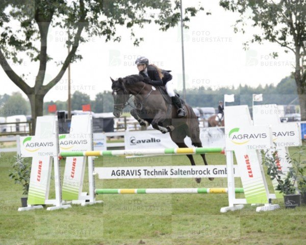 jumper Nordwind 113 (Westphalian, 2017, from Naldo 29)