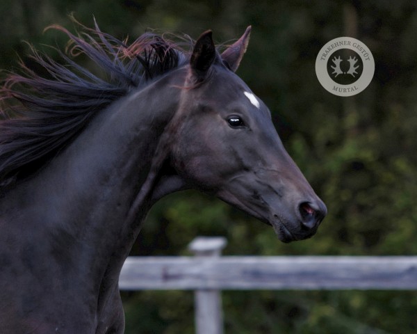 horse Nordstream (Trakehner, 2022, from Hibiskus)