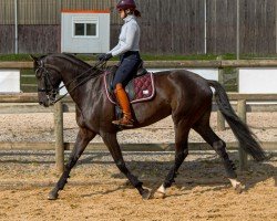 Pferd Belvedere CLH (Perle) (Oldenburger, 2016, von Bretton Woods)