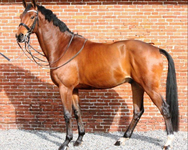 horse Eroy SHR (KWPN (Royal Dutch Sporthorse), 2009, from Westpoint)