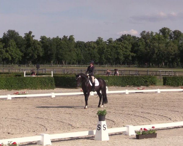 Reitturnier Neustadt/Dosse 2024