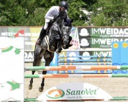 stallion Commero (Oldenburg show jumper, 2018, from Comme il Faut)