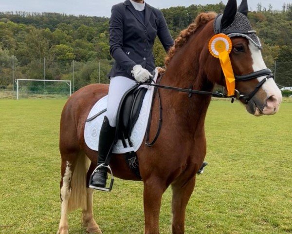 dressage horse Shamrocklake Hercules (Welsh-Pony (Section B), 2017)