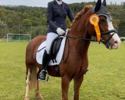 dressage horse Shamrocklake Hercules (Welsh-Pony (Section B), 2017)